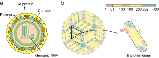 The structure of zika viral particle